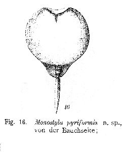 Daday, E (1905): Zoologica 18 p.112, pl.7, fig.16